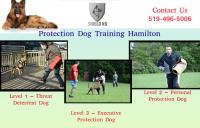 Shield K9 Dog Training image 6